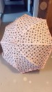 Rosa Paraply thumbnail